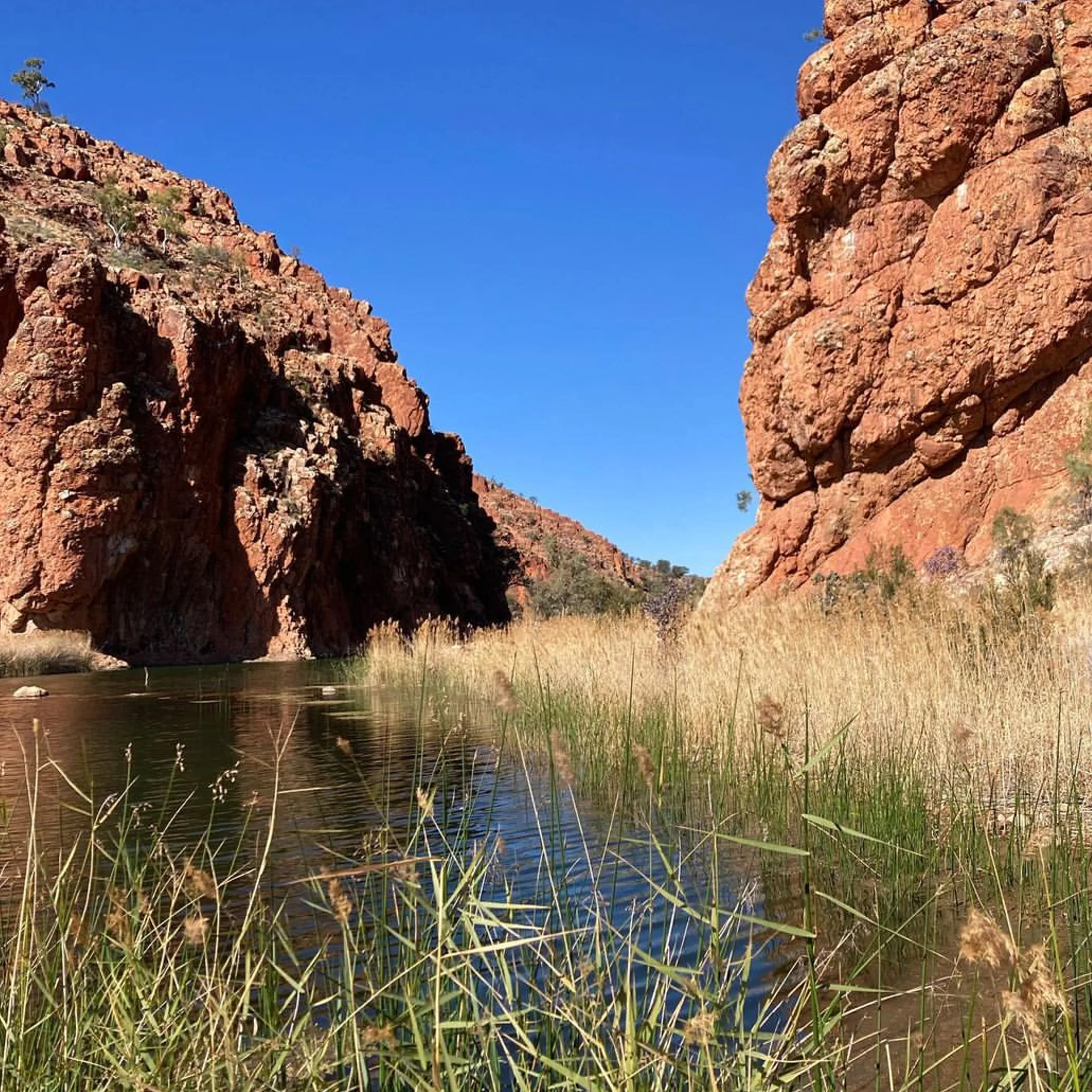 lush australian national park landscape