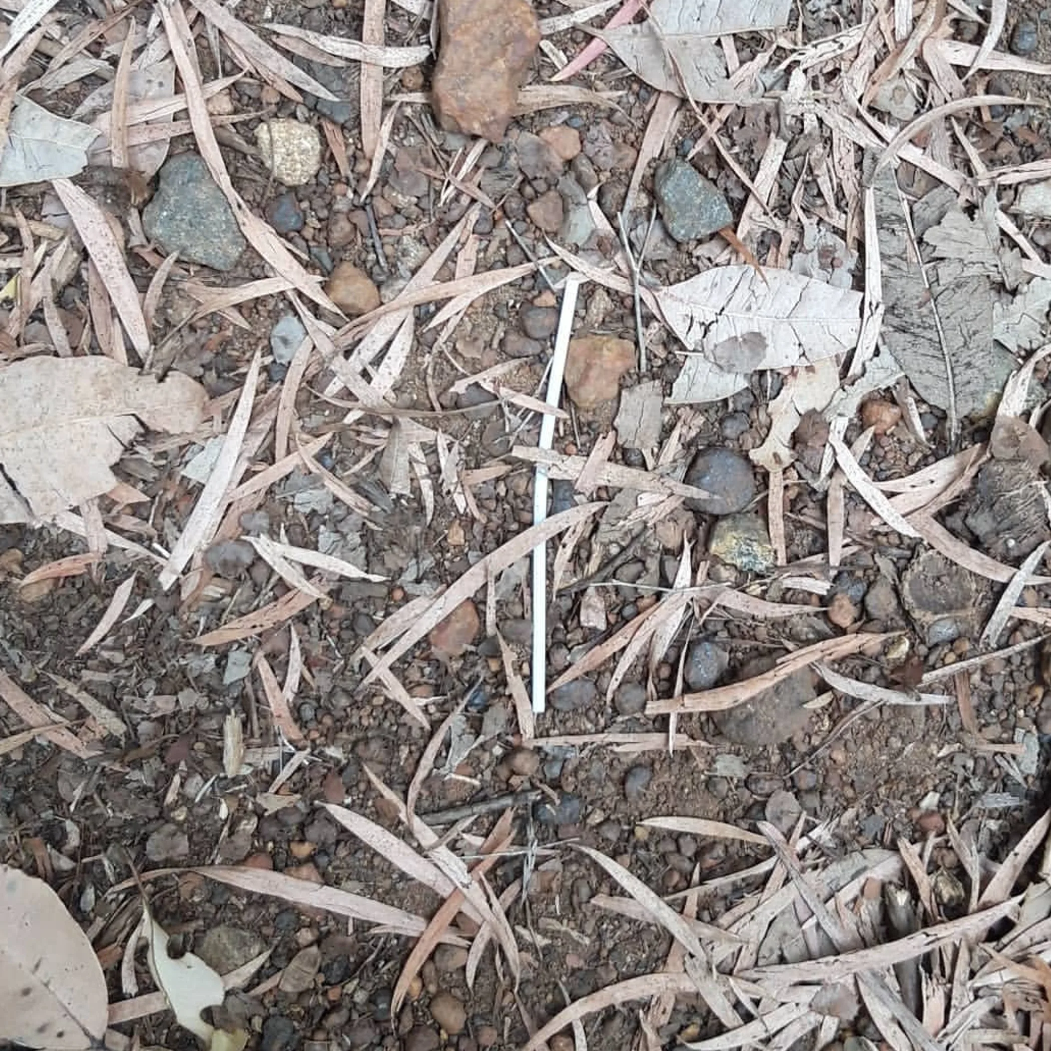 litter on natural ground outdoors