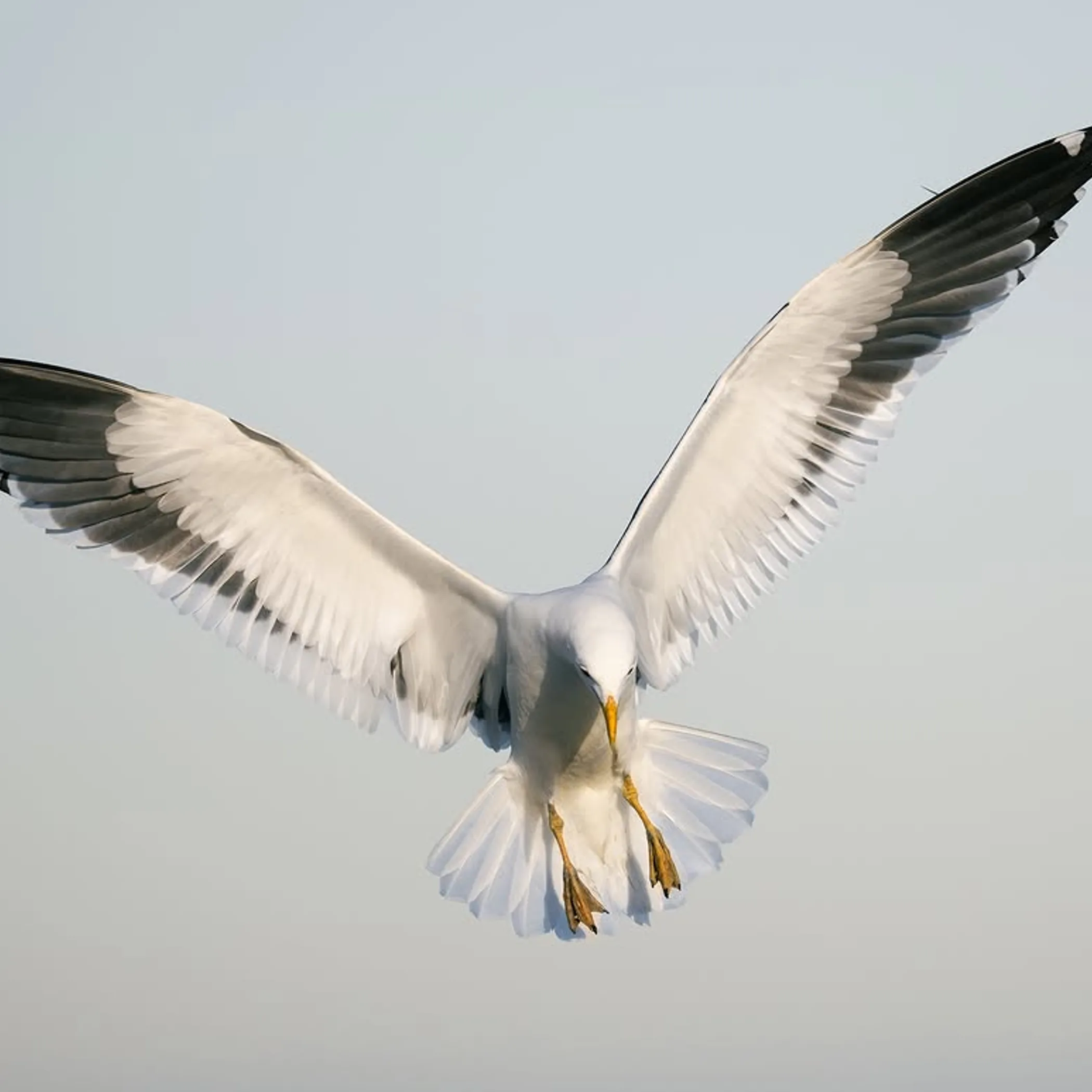 migratory shorebirds feeding on phillip island