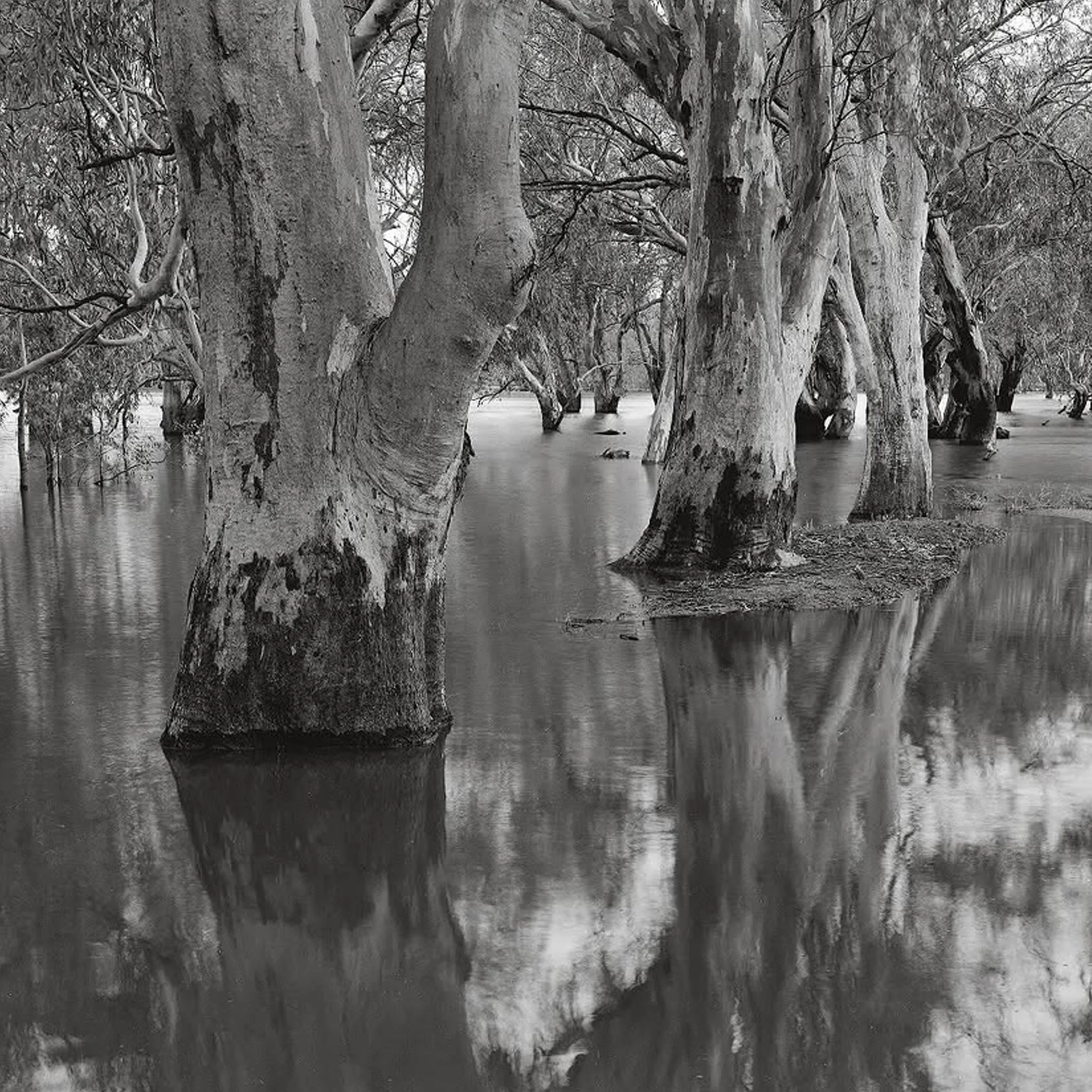 black and white river red gums in water